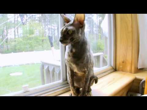 Cats 101: Cornish Rex