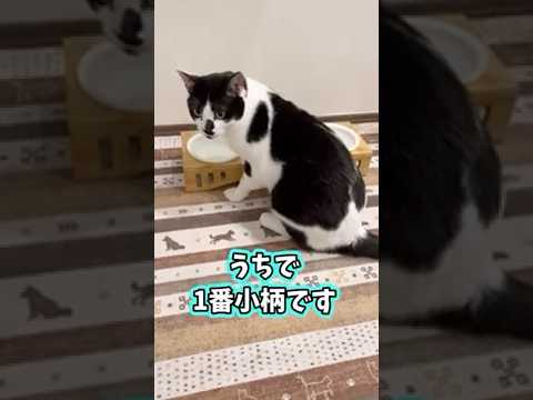 【家族ねこ紹介④】カワイイ顔して… #猫 #猫のいる暮らし