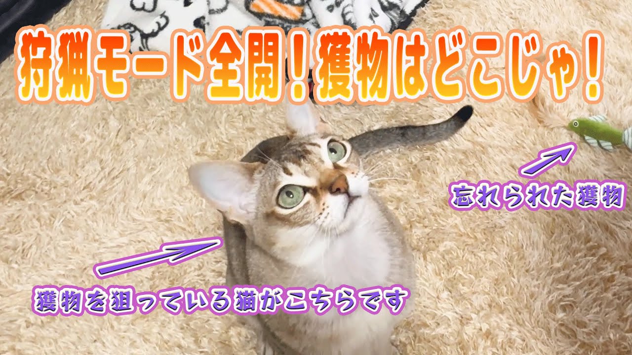 【シンガプーラ】狩猟モード全開！獲物はどこじゃ！獲物を狙っている猫がこちらです！