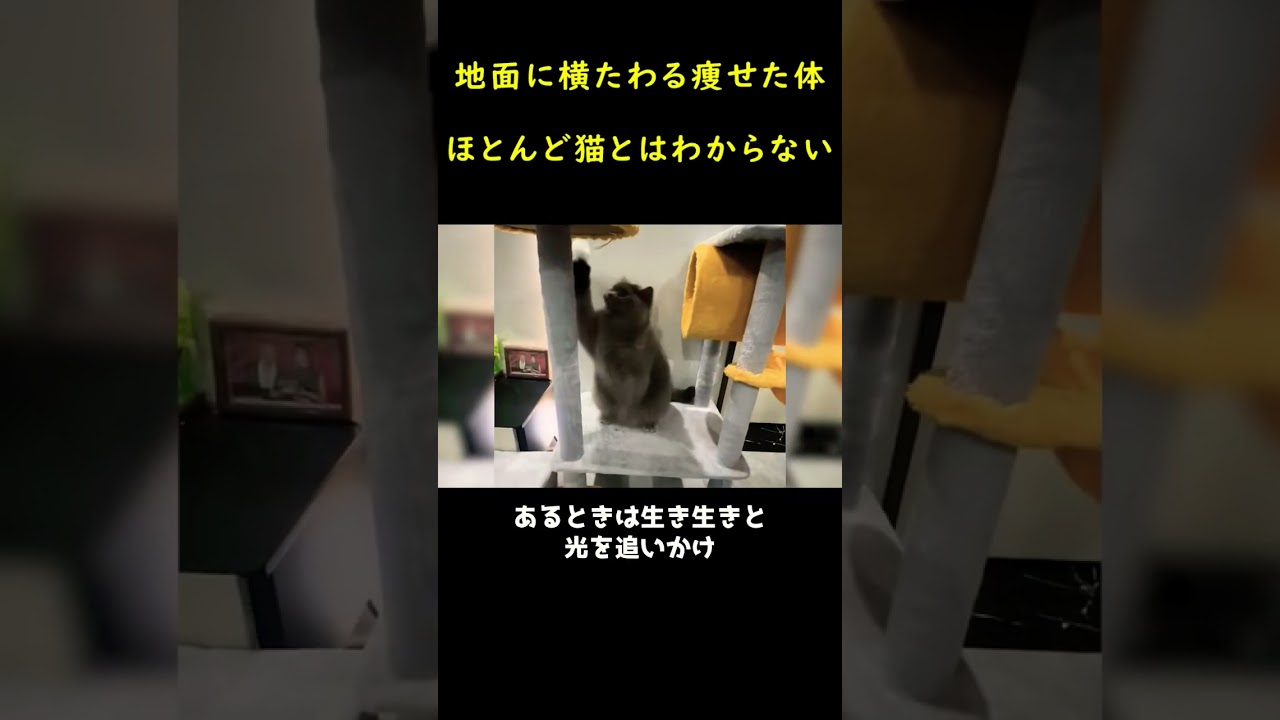 地面に横たわった野良猫！