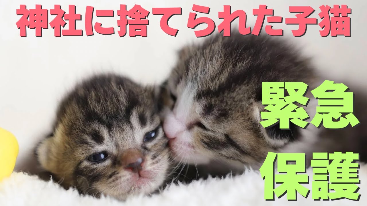 【緊急保護】神社に捨てられた子猫