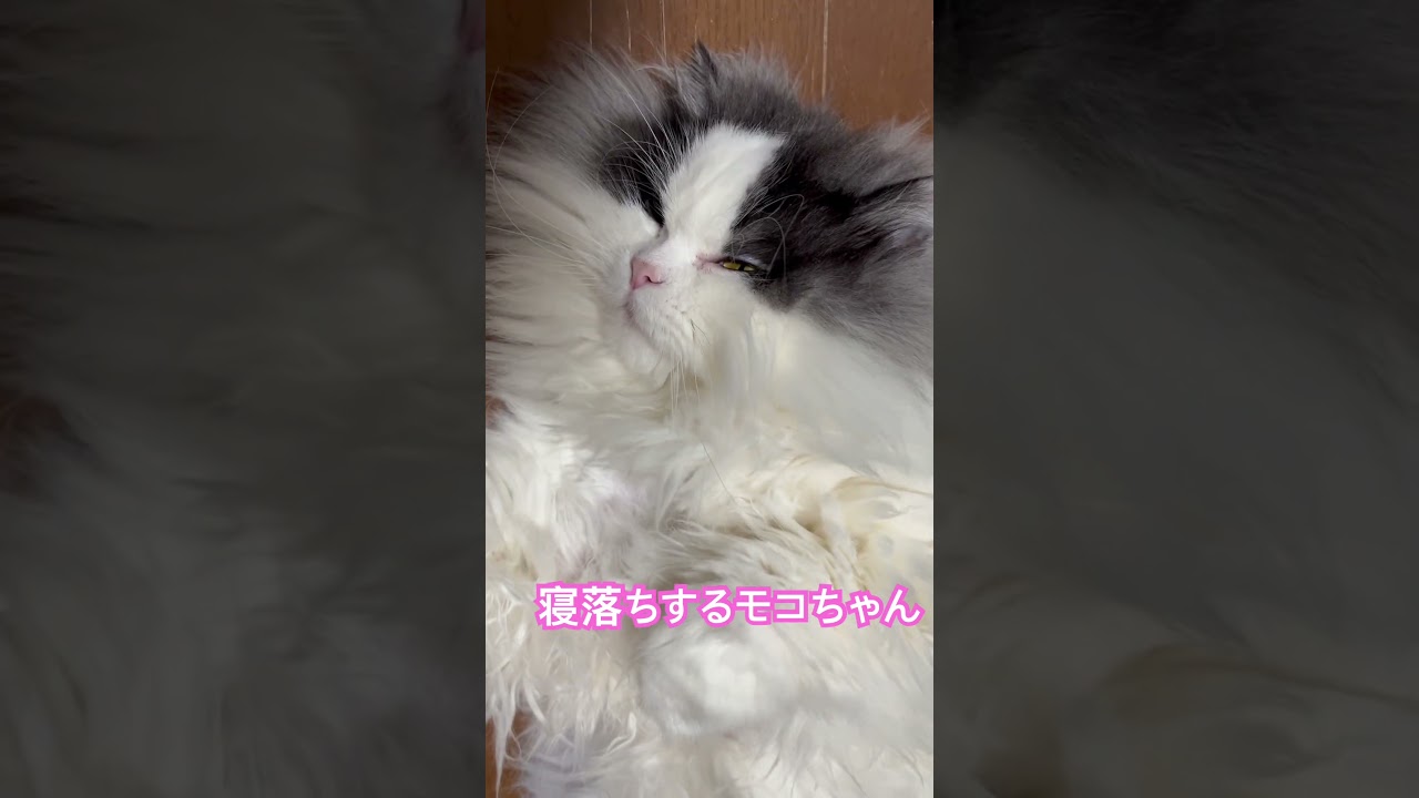 寝落ち猫 #マンチカン #猫のいる暮らし #ねこ #もふもふ #寝落ち #白目 #cat #長毛猫