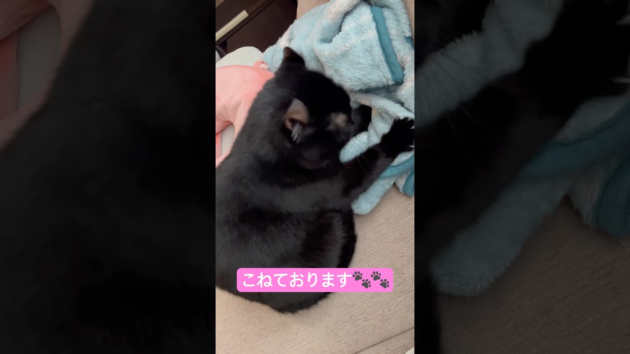 こねるのに忙しい猫様の匠の技🐈‍⬛お気に入りのブランケットをふみふみ🐾🐾#cat #アメリカンカール #猫のいる暮らし #猫のいる生活