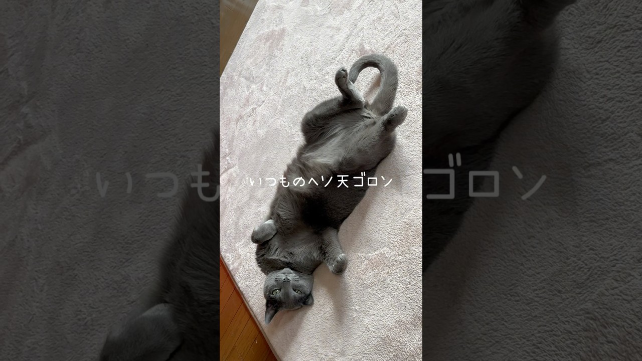 【ロシアンブルー】めろん♡いつ見てもヘソ天ね🤭【猫】#shorts
