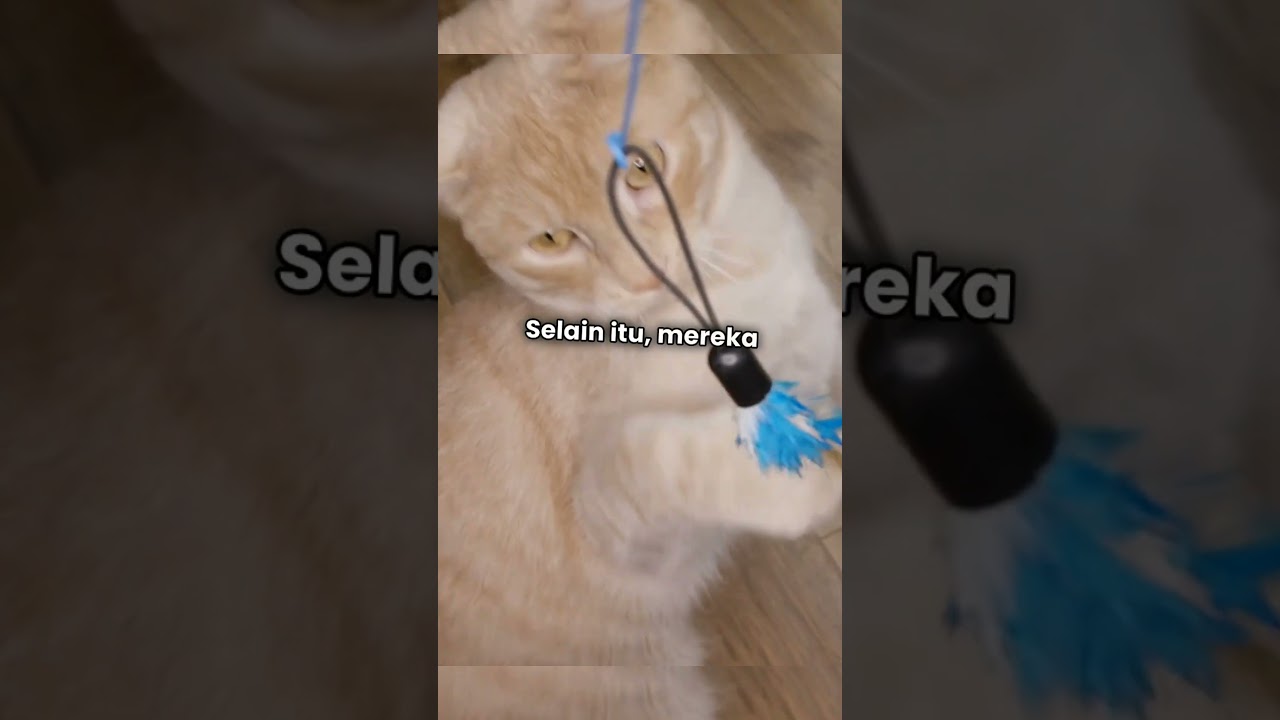 Fakta Unik Kucing Ocicat #facts #fyp #trending #viral #tiktok #fakta #faktaunik #kucing