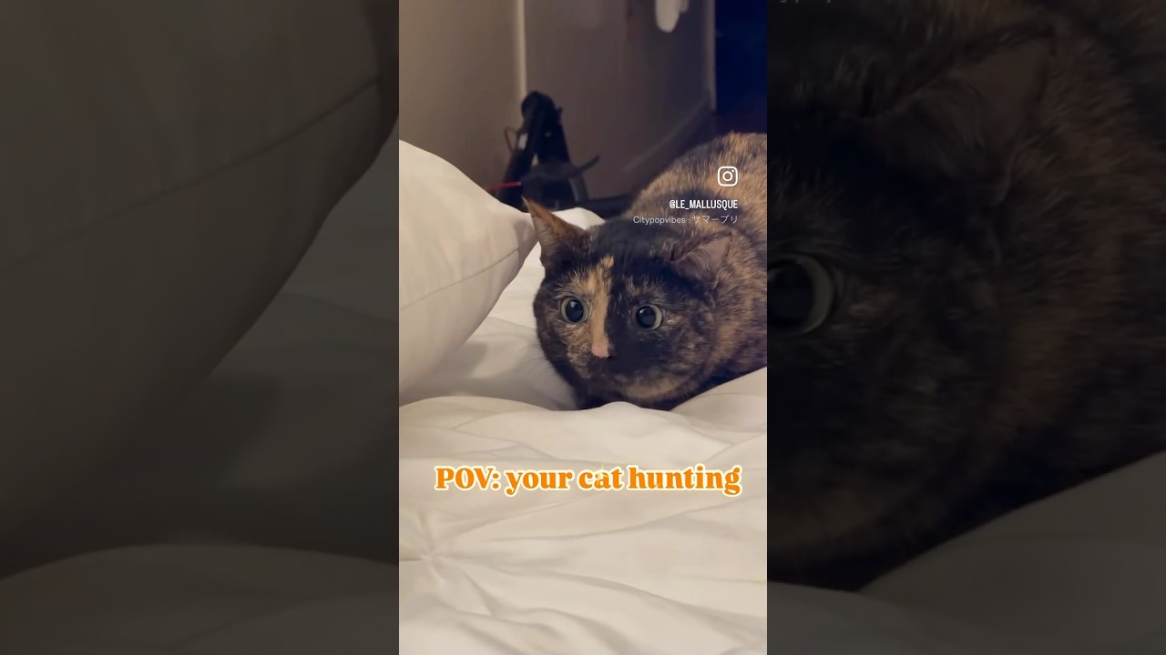 She always wins #funnycats #catvideos #cute #funnypets