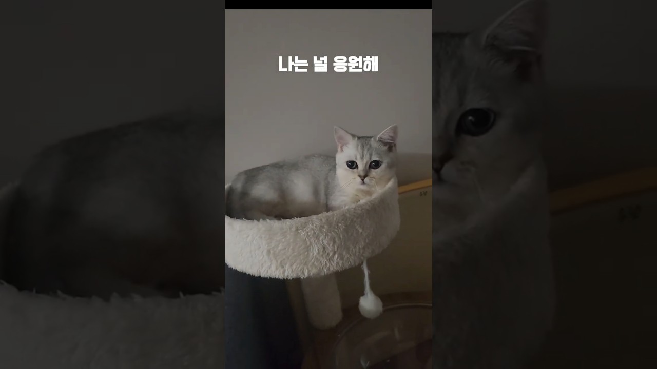멈추고 숨 쉬고 내려놓고 웃자#cat #고양이 #시험기간#응원