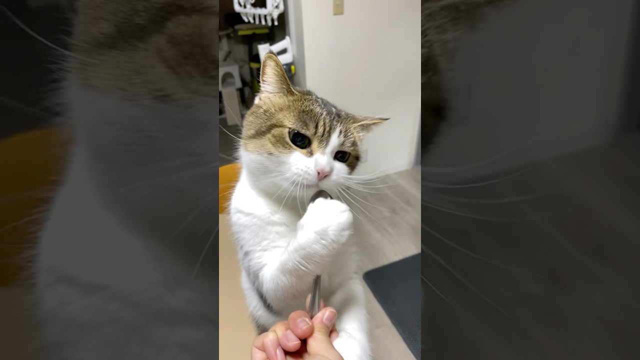 熱唱する猫😽🎶 #ねこ動画 #cat #猫のいる暮らし #猫好きさんと繋がりたい #保護猫 #猫のいる生活 #ねこ部 #ねこ #マンチカン #pets