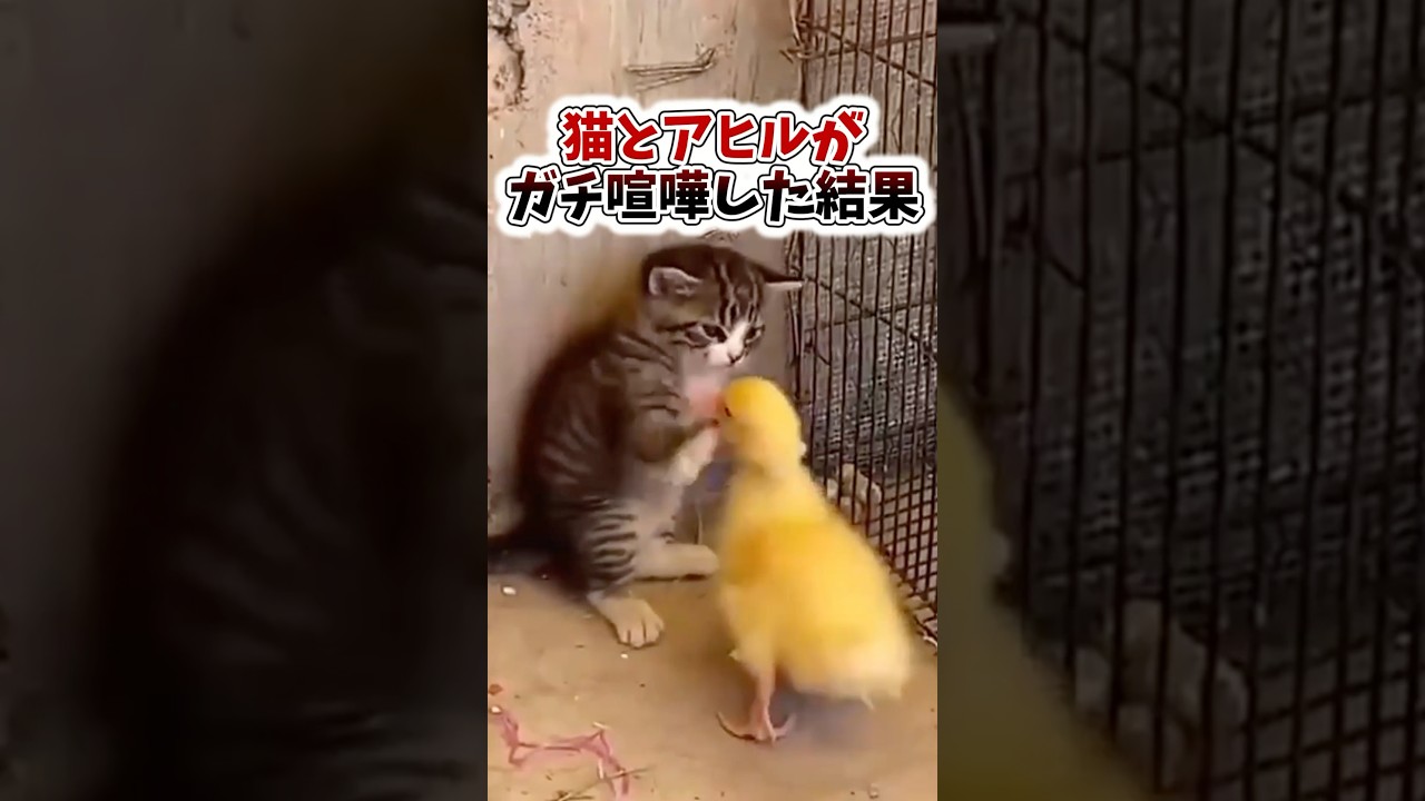 【ショート反応集】「子猫vsアヒル」可愛さの頂上決戦がヤバすぎるwwwww #shorts #2ch
