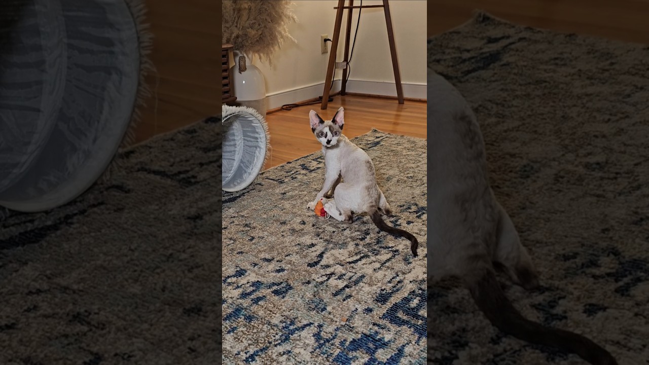 Devon rex kitten #devonrex #kitten #kittens #cat #gato #cats #gatos #yokokat