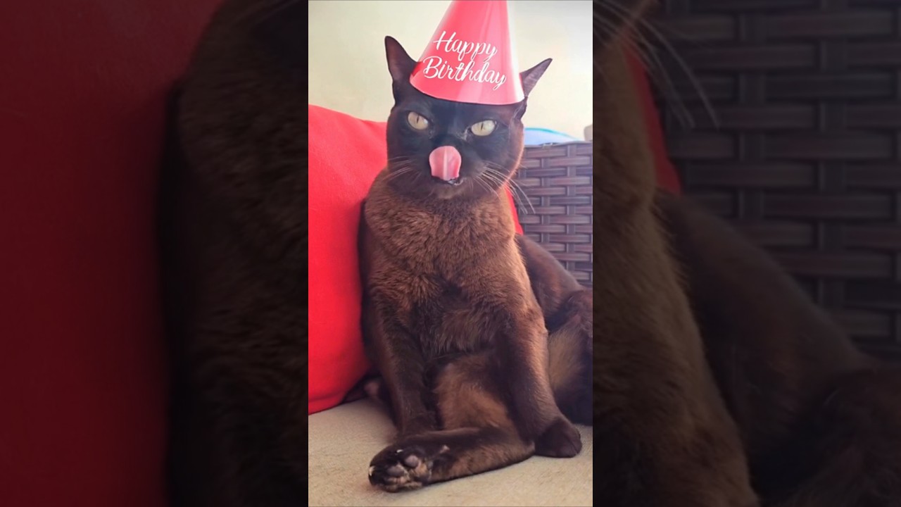 Happy 10th Birthday to our Burmese Cat, Mocha!  #funnycats #cat #burmesecat #birthday #catbirthday
