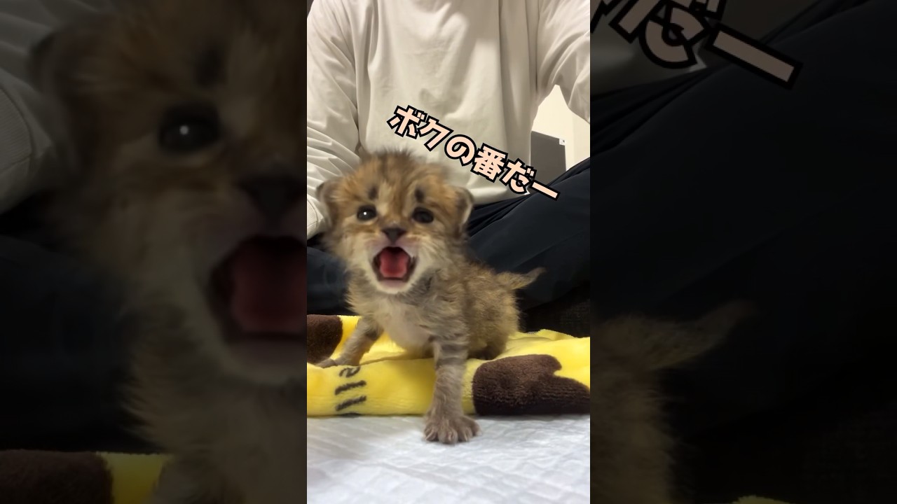 お薬Timeの子猫