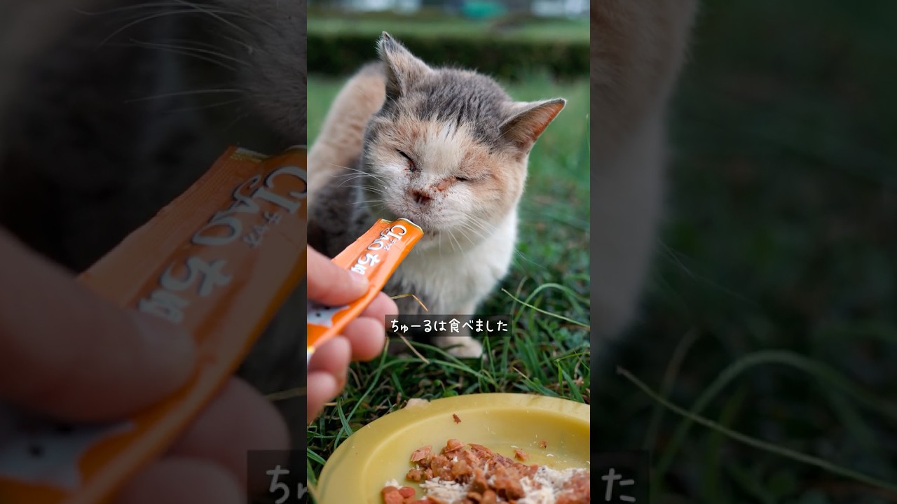 ガンを克服した猫が厳しい季節を生きた