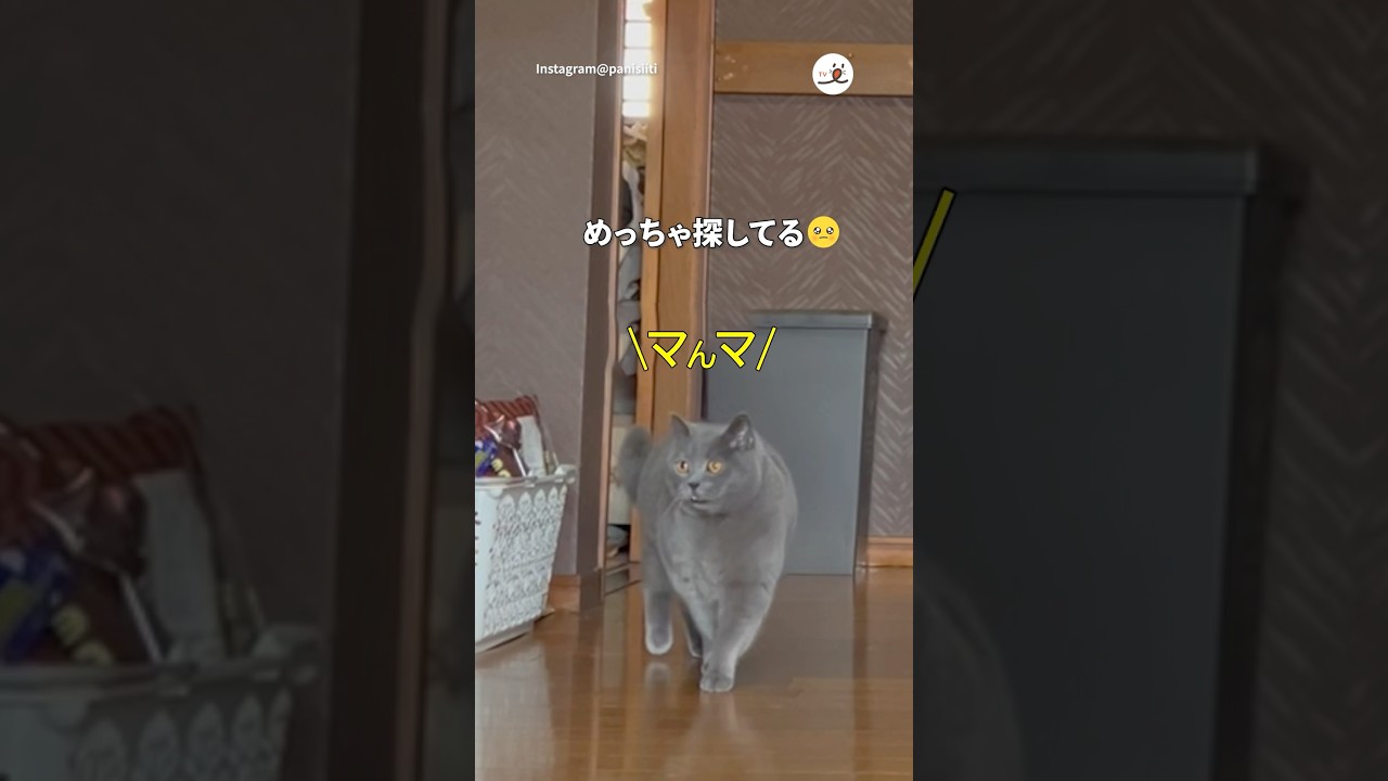 ママと呼びながらメッチャ探す猫｜PECO #shorts