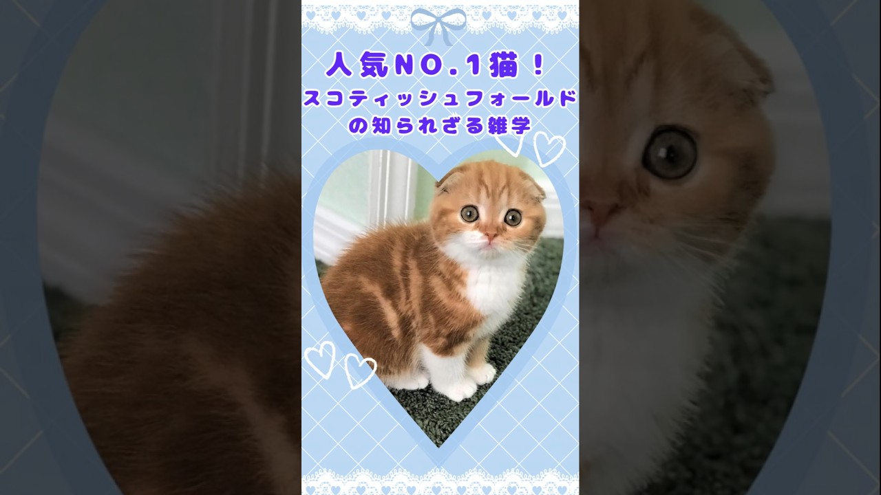 人気No 1猫「スコティッシュフォールド」の秘密