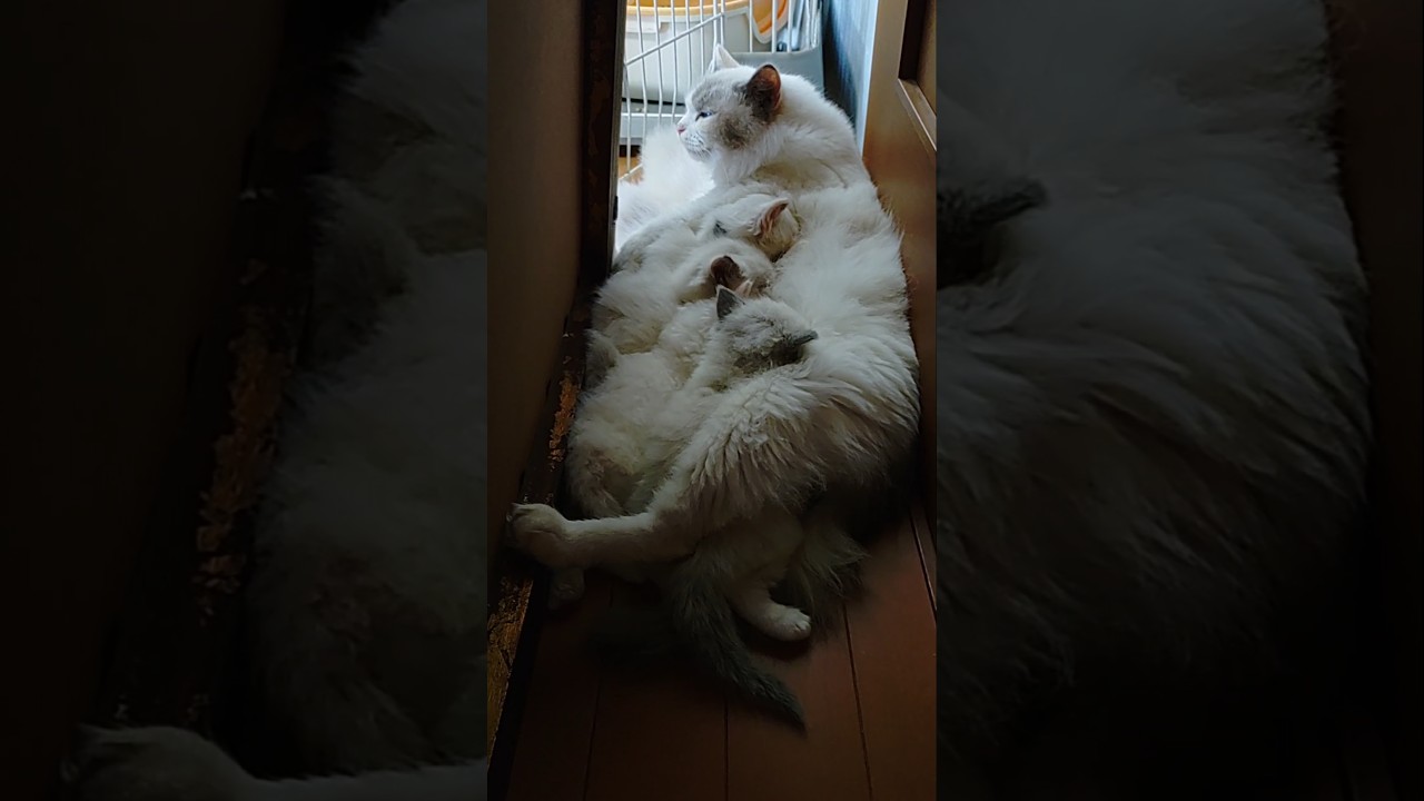 ＃おっぱいの時間＃ラグドール＃子猫