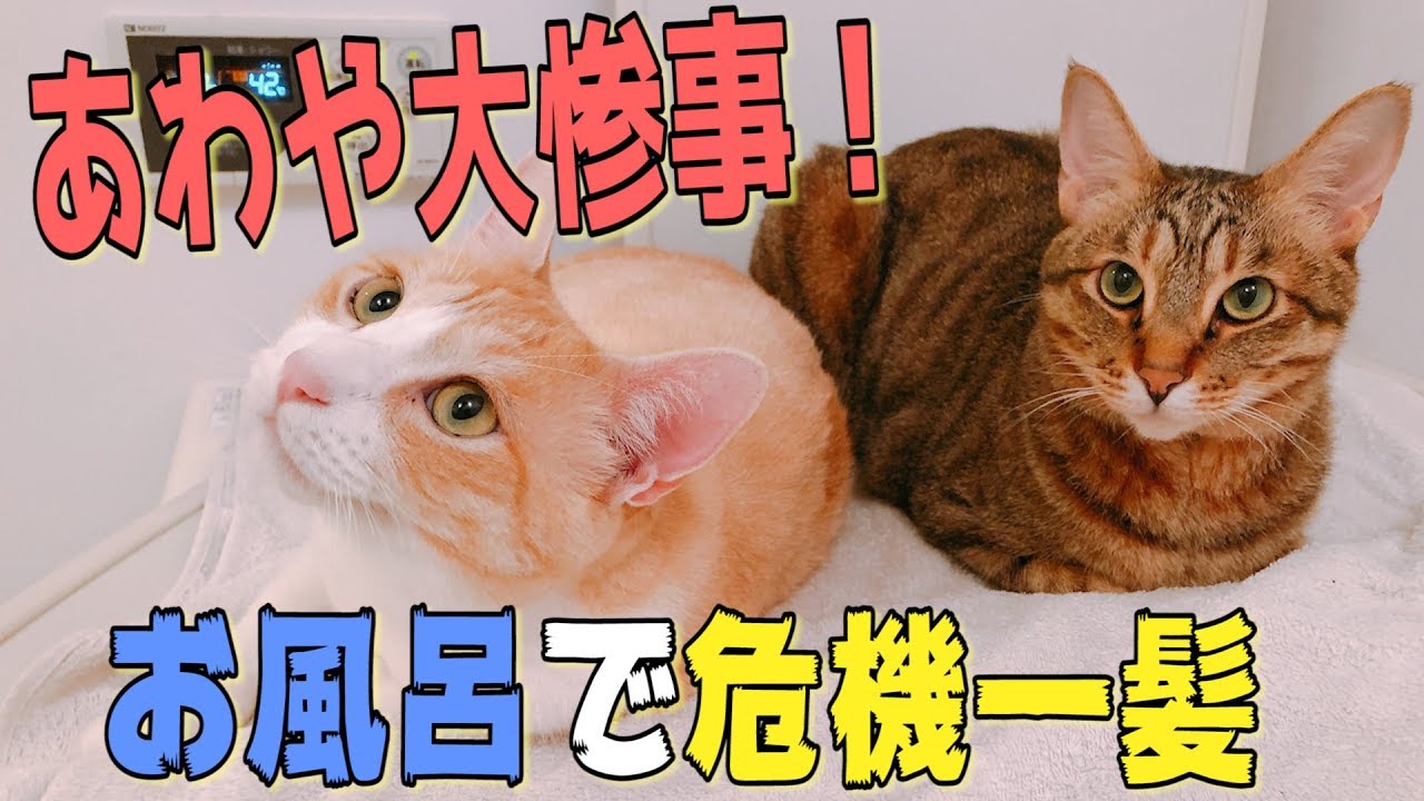 あわや命の危機？！お風呂でまさかの事件が起きました…