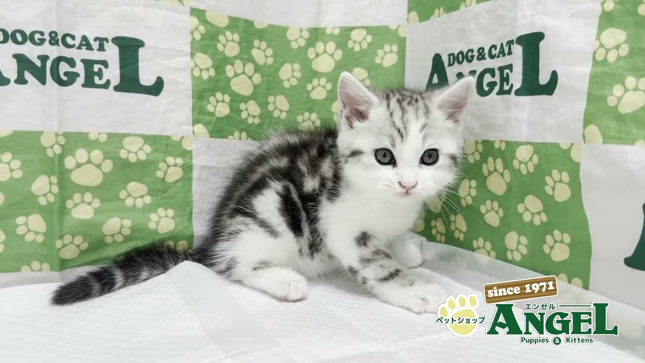 スコティッシュフォールド 2504127 【ペットショップエンゼル　子犬・子猫販売】