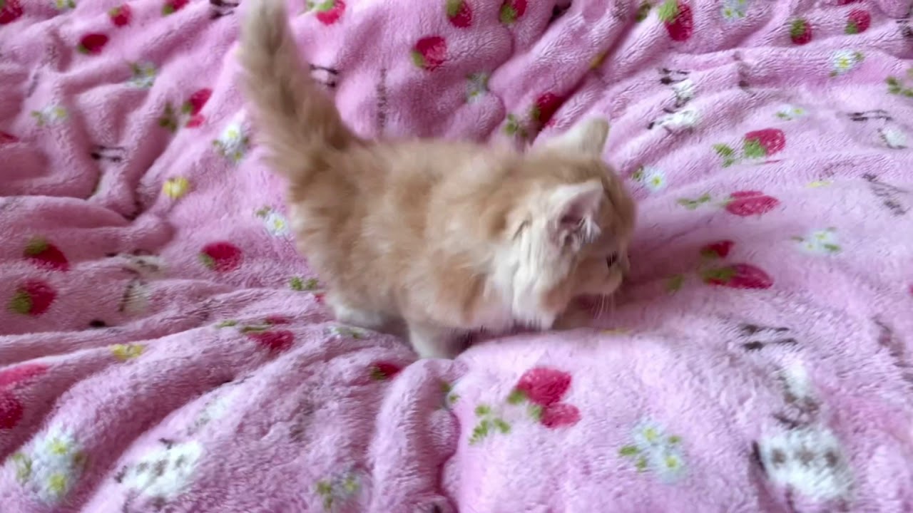 【ナナハチ’s ROOM】マンチカン☆ロングヘア　クリームタビー＆ホワイトの女の子　20210212