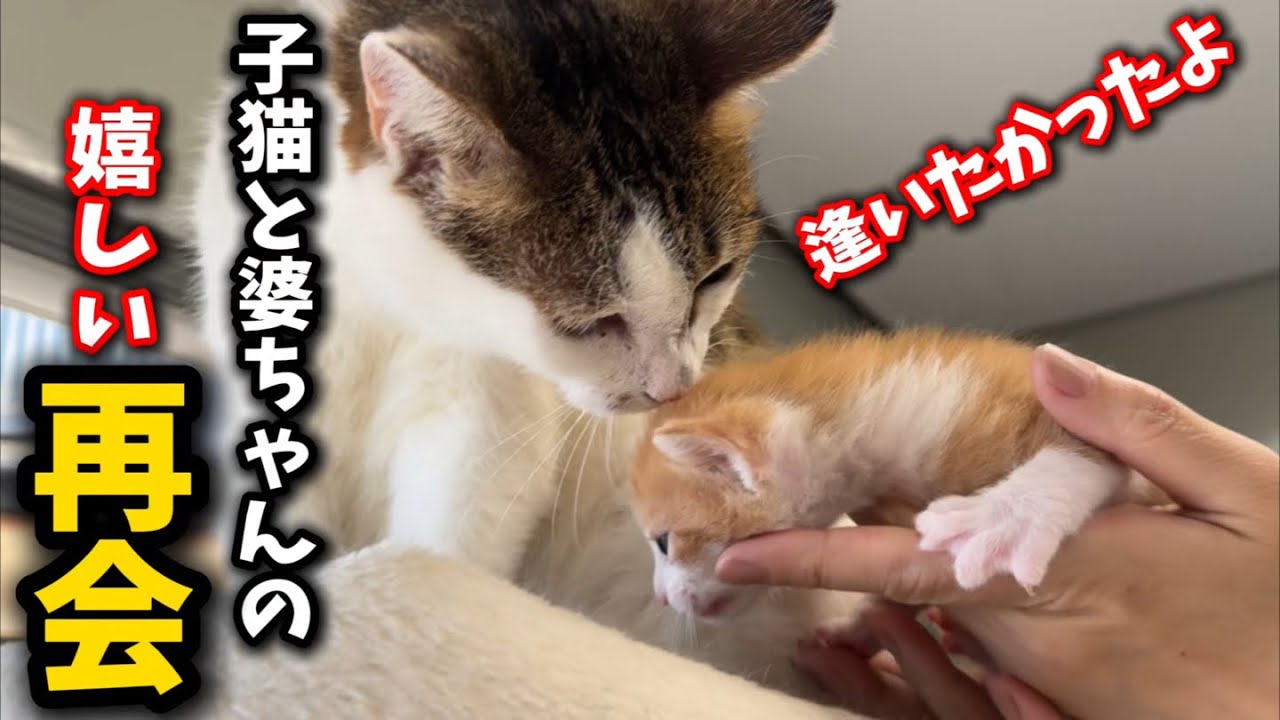 孫である大好きな子猫と婆ちゃん猫を再会させてみたら…