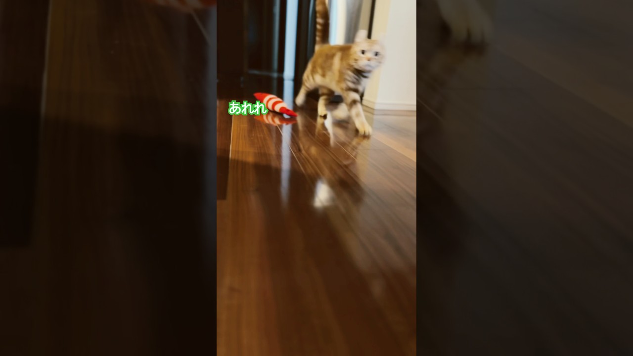 遊んで欲しい猫 #アメリカンカール  #cat #かわいい猫