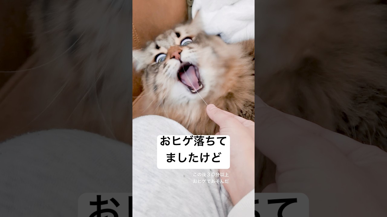 ヒゲ！！！！ヒゲエェェェェ！！！ #猫 #サイベリアン #抜け毛