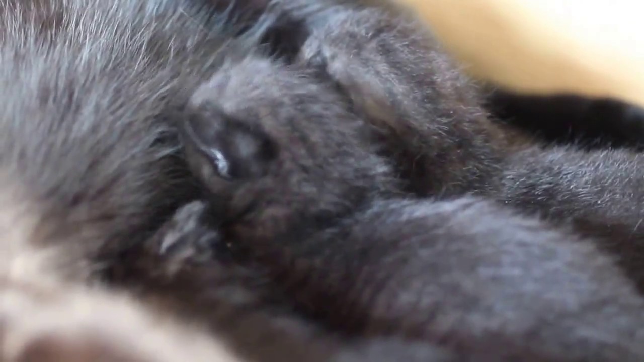 ボンベイ 赤ちゃん 夕方の授乳タイム Bombaycat Kitten