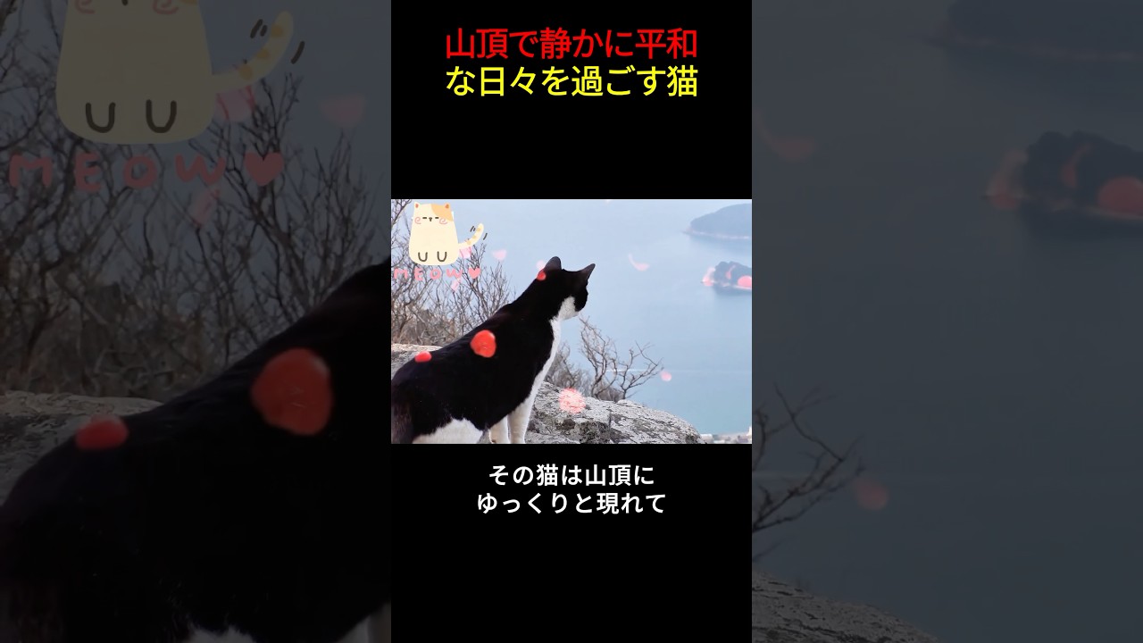 山頂で静かに平和な日々を過ごす猫