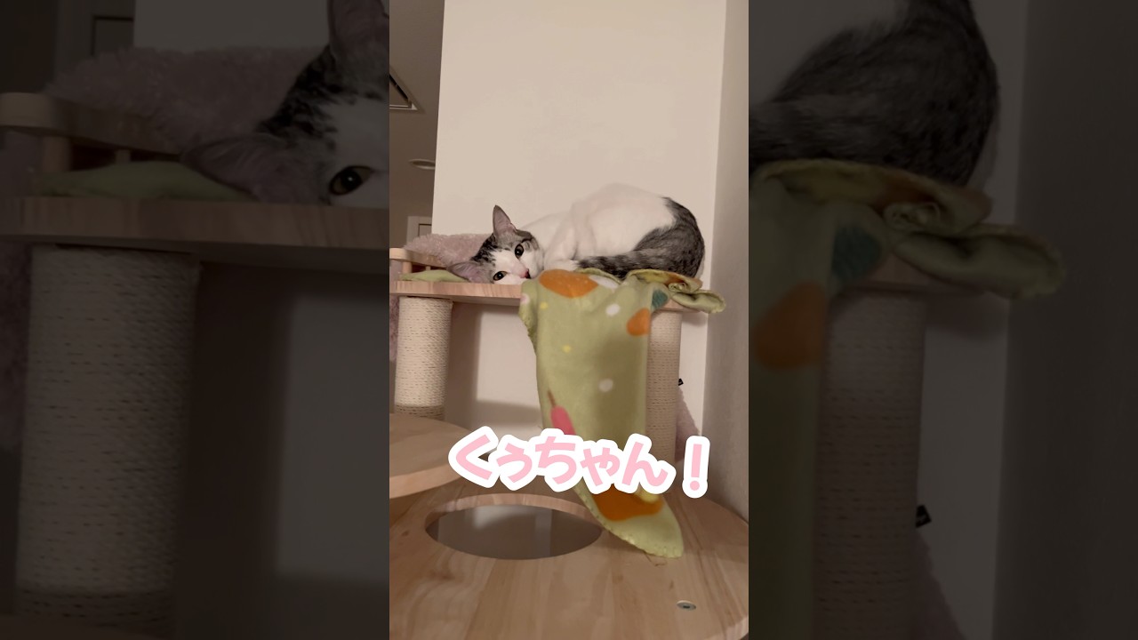 キャットタワーで寛ぎまくる子猫#子猫 #保護猫 #捨て猫