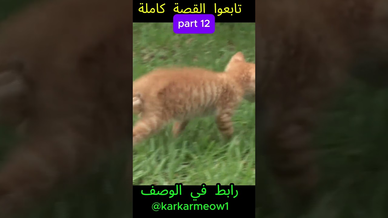 "🥹❤️‍🩹قصة مؤثرة عن قطة عمياء وكيف تغيرت حياتها بعد العملية. 🐱💔