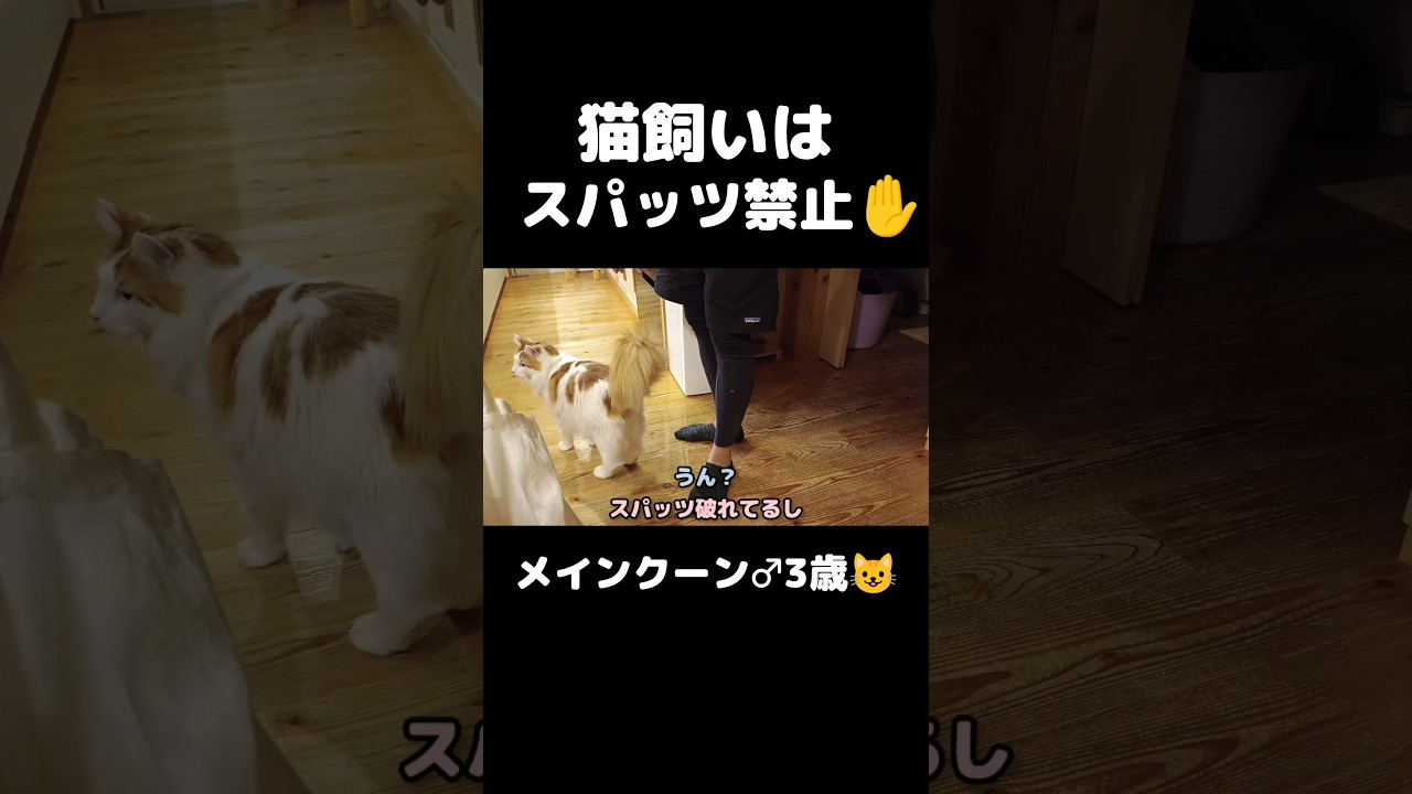 猫飼うなら気をつけて #猫のいる暮らし #猫 #メインクーン #cat #mainecoon #うちだけかも...