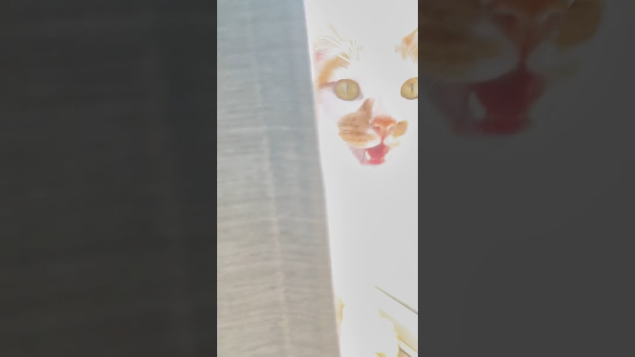 日向ぼっこしながらデレる猫 #cat #日本猫 #保護猫