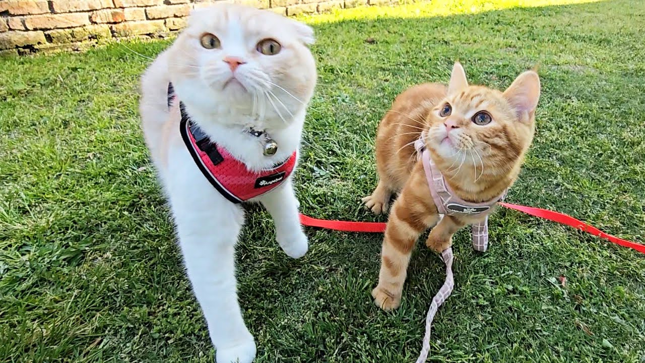 子猫達とお花見してたらカラスが襲ってきました...