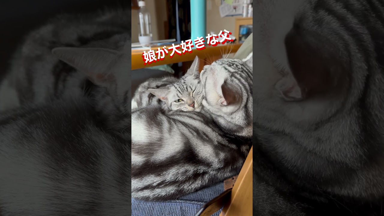 愛されてる娘が可愛い #アメリカンショートヘア #アメショ #仔猫