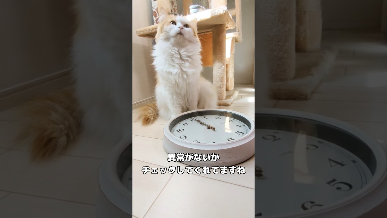 要チェック🐾 #cat #サイベリアン #猫のいる暮らし