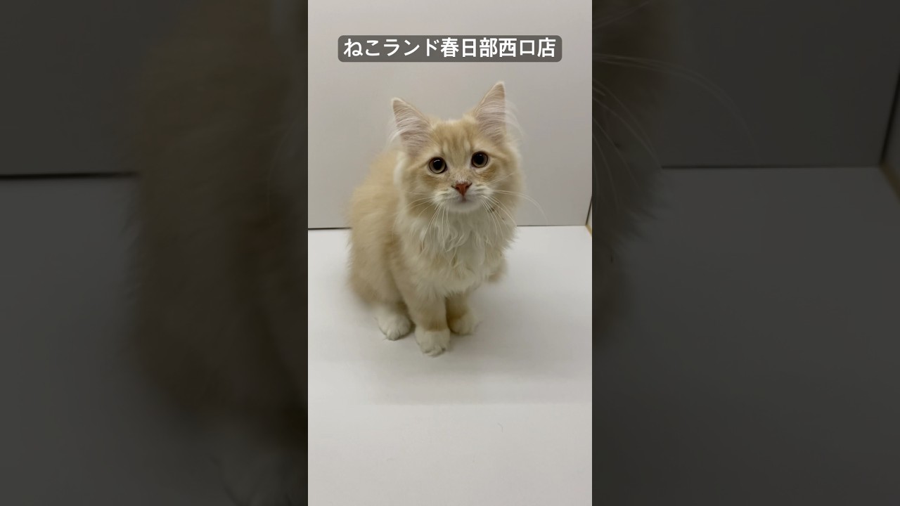 【子猫販売】#サイベリアン #cats #ペットショップ #ねこランド #春日部