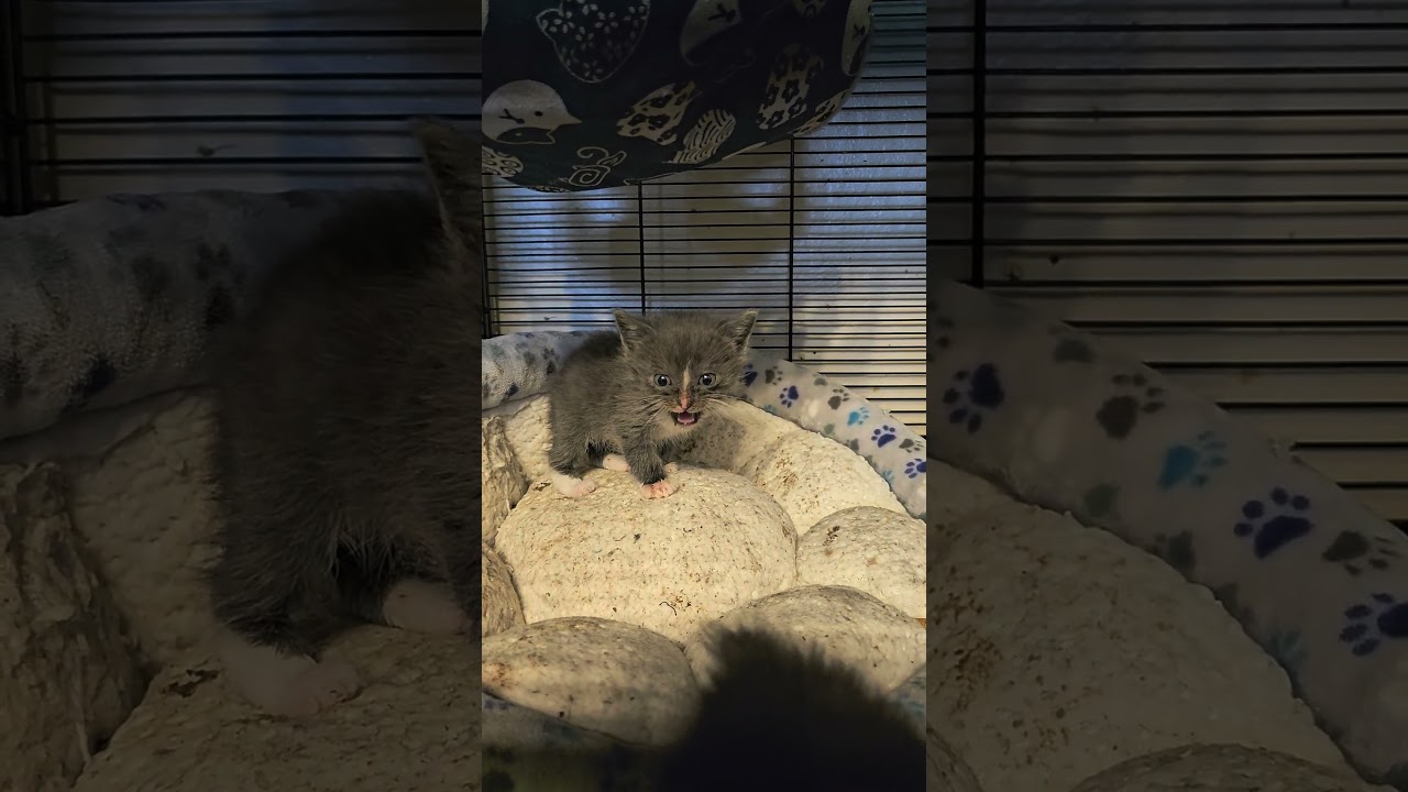 Baby manx kitten trying to get your attention