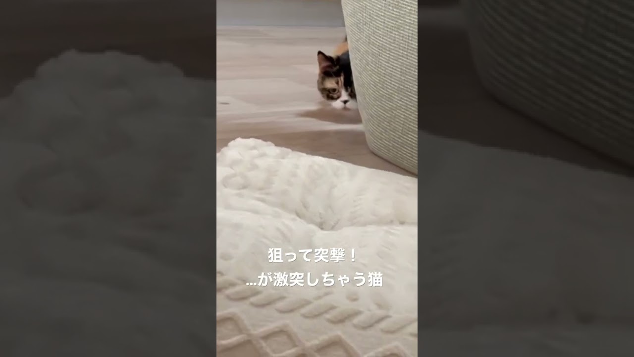 狙って突撃！…が激突しちゃう猫〈マンチカンもも〉#shorts #cat #猫 #かわいい #癒し