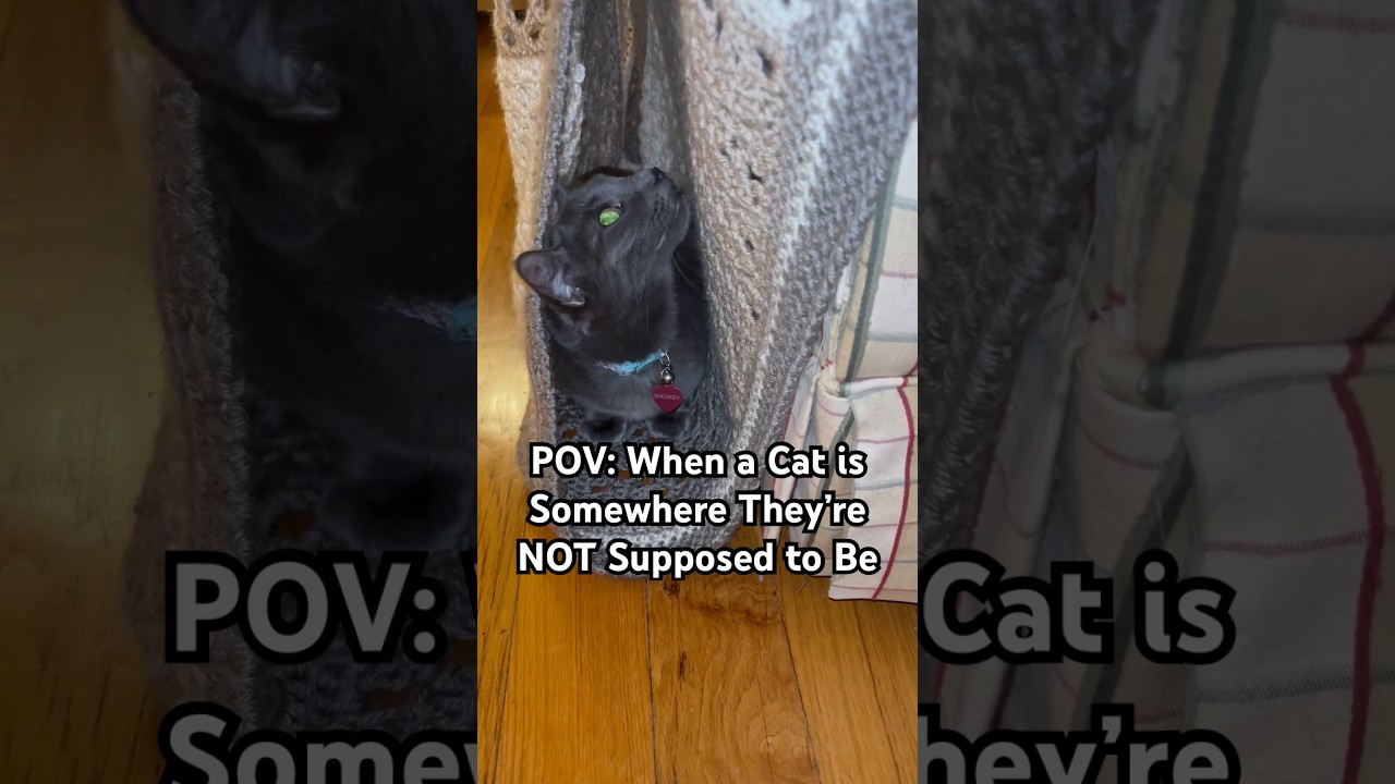 POV: When a Cat is Somewhere They’re NOT Supposed to be #cat #shorts