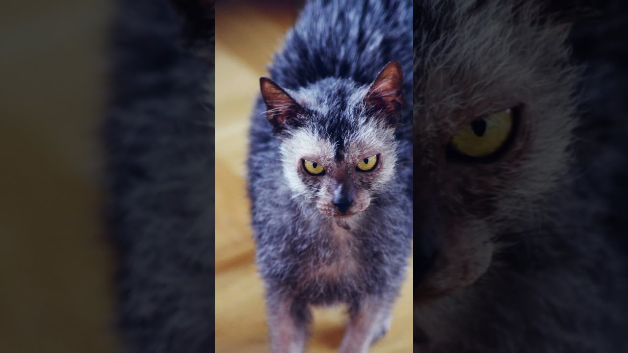 15 Underrated Cat Breeds You Need to Know! #CatBreeds #UnderratedCats #FelineFriends #CatLovers #cat