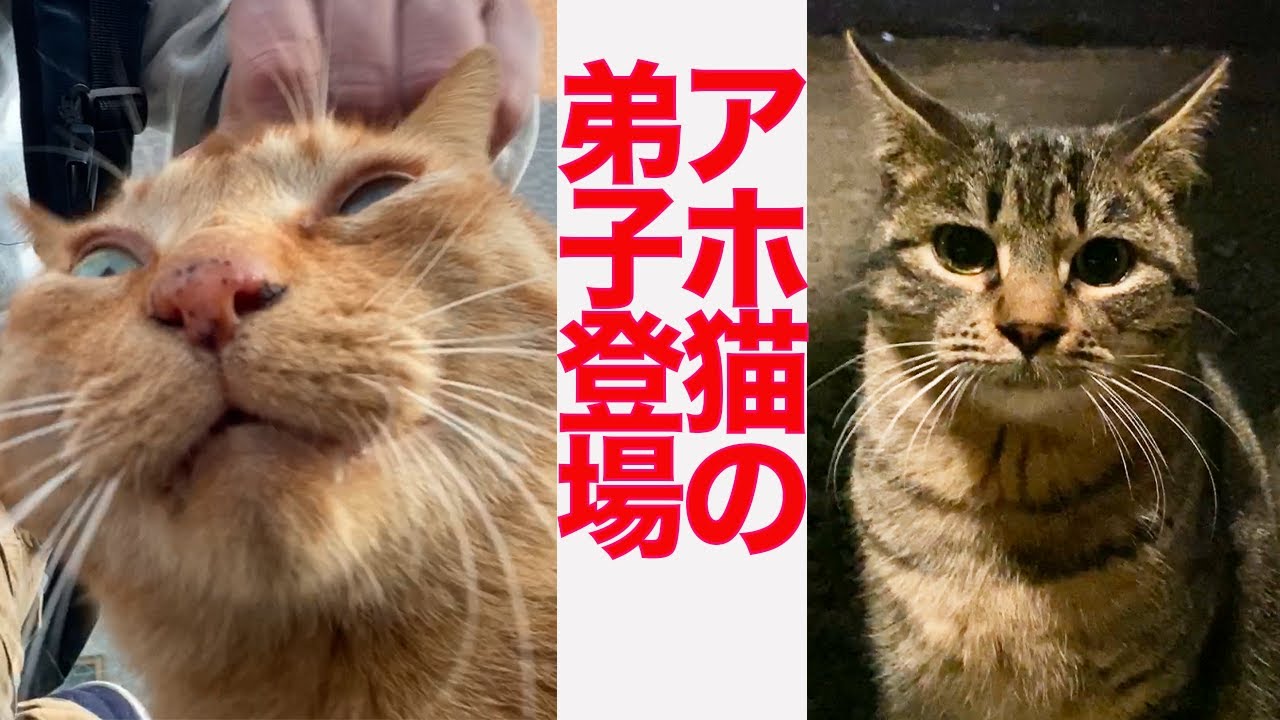 パワーからあげアホ猫、子猫がまさかの弟子入り The stray cats' apprentice
