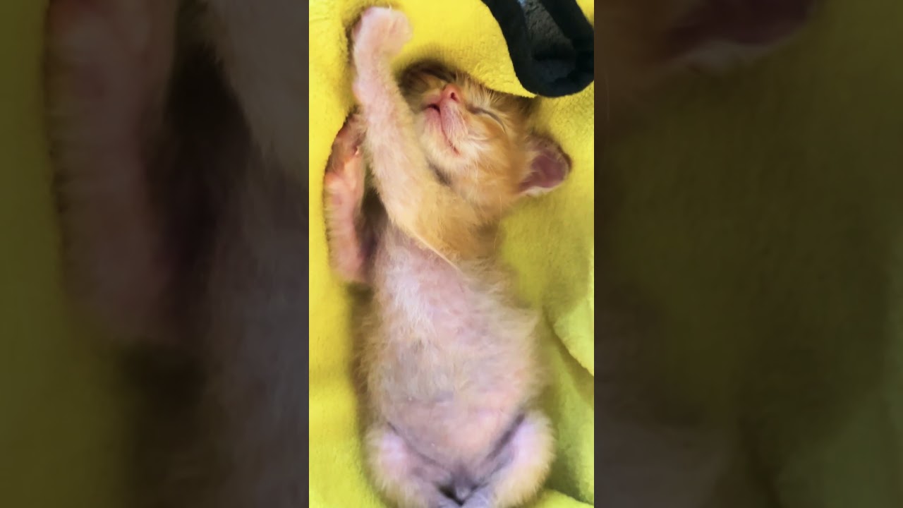 Take a break with me ~ it’s Labour Day 🍊🐾 #kitten #cuteanimals #mycat #shorts #labourday #relax