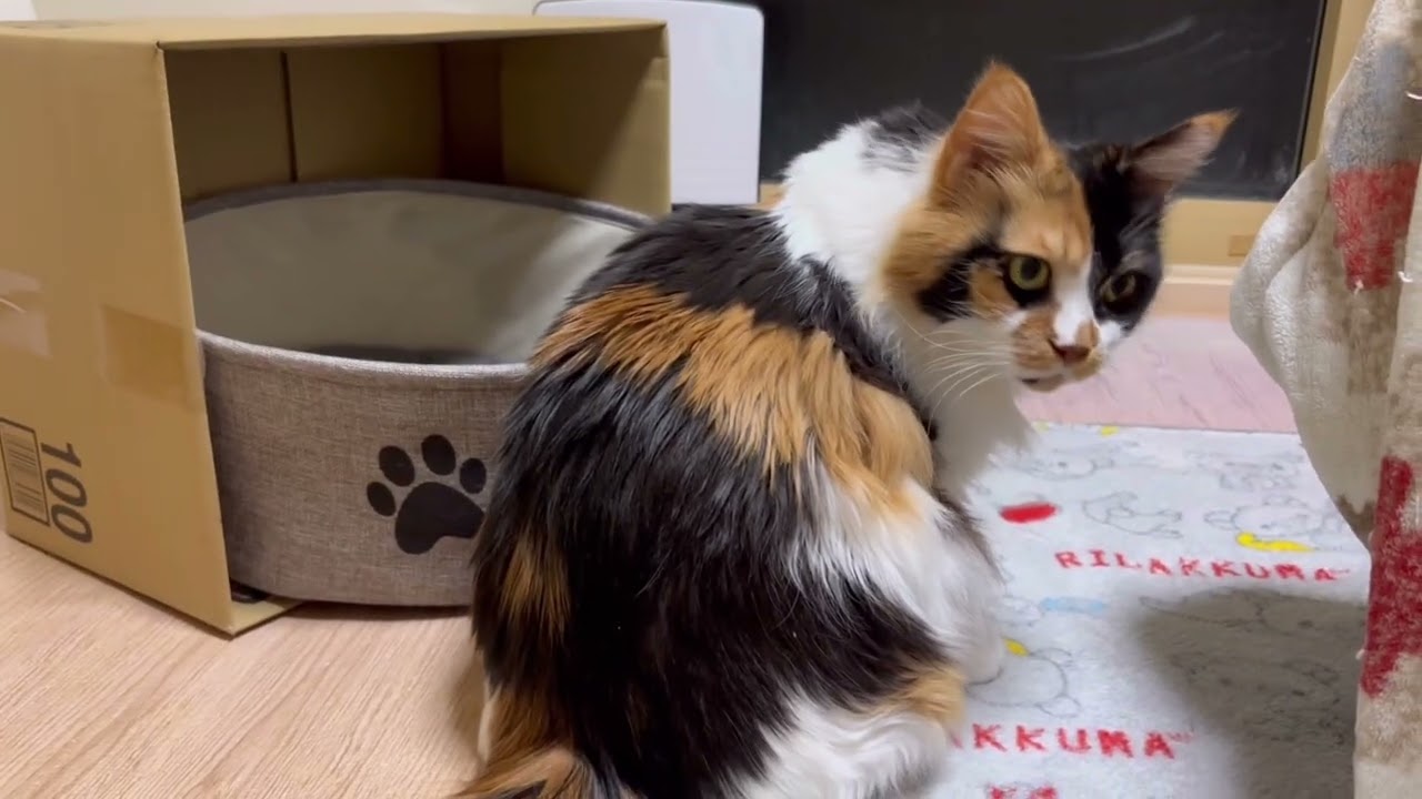パンクのお気に入りの場所は