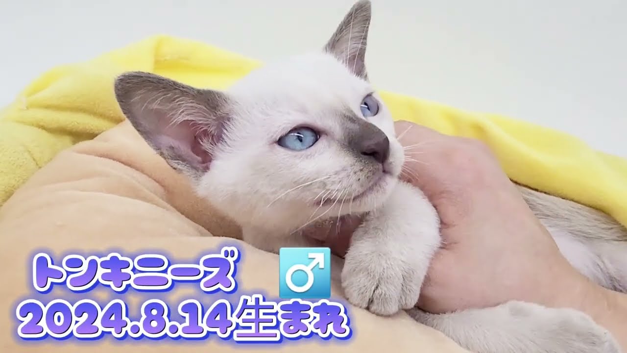 【トンキニーズ】ようこそ高井戸店へ