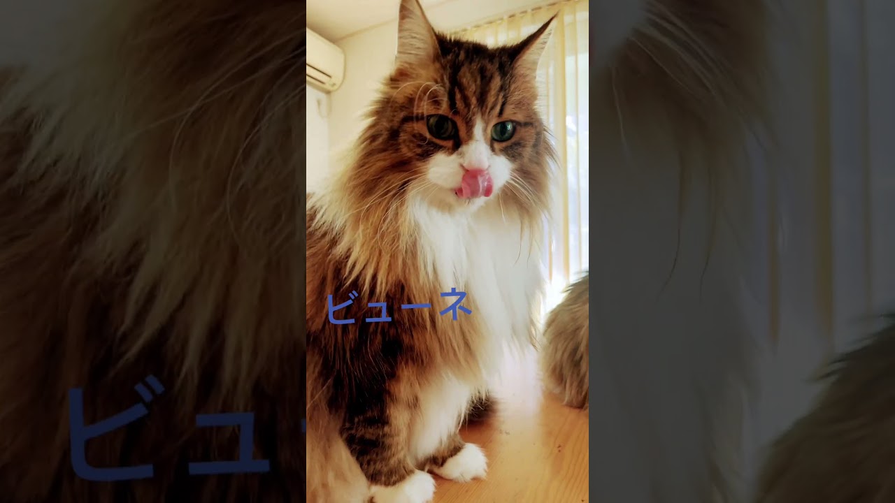 #shorts #ノルウェージャンフォレストキャット #cat #猫
