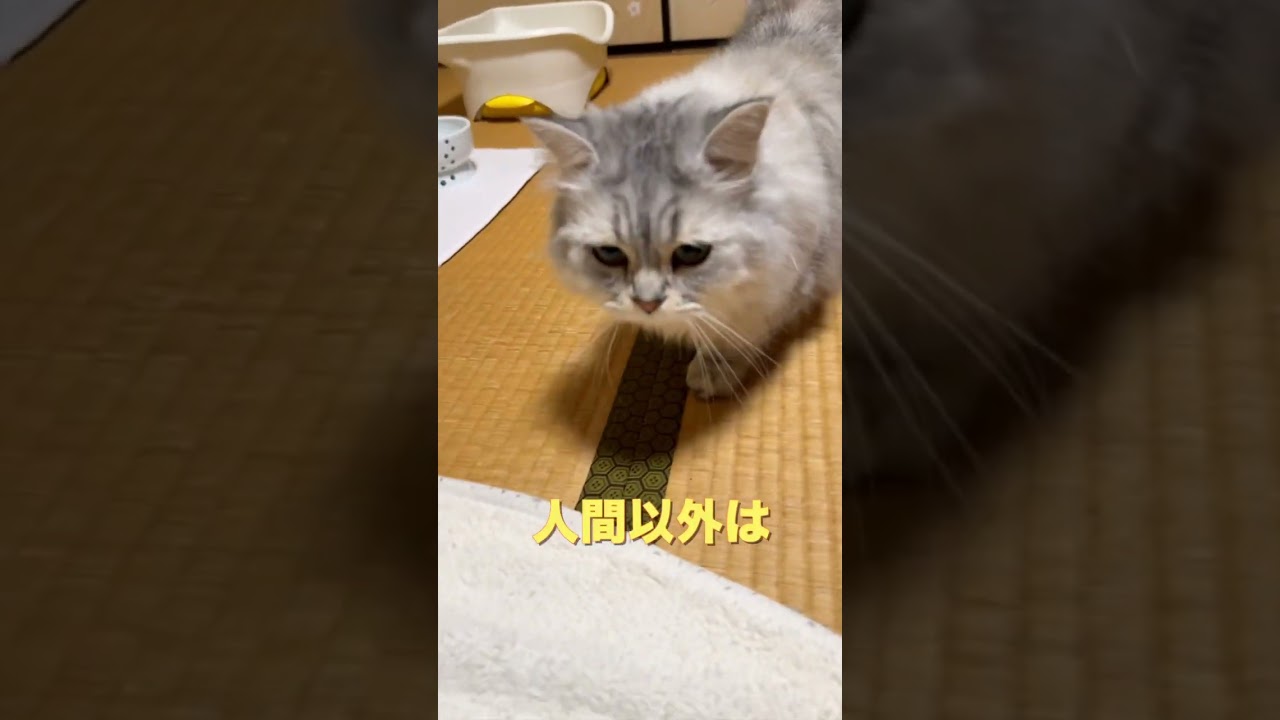 短足猫が伝えに来ました！