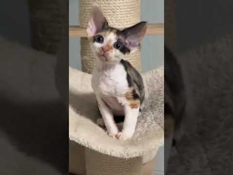 Devon Rex Beauty Diana in a Spectacular Color
