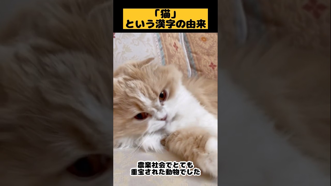 【猫という漢字の由来】#雑学#スコティッシュフォールド#猫あるある#猫かわいい#猫動画#猫おもしろい#Cat#Shorts