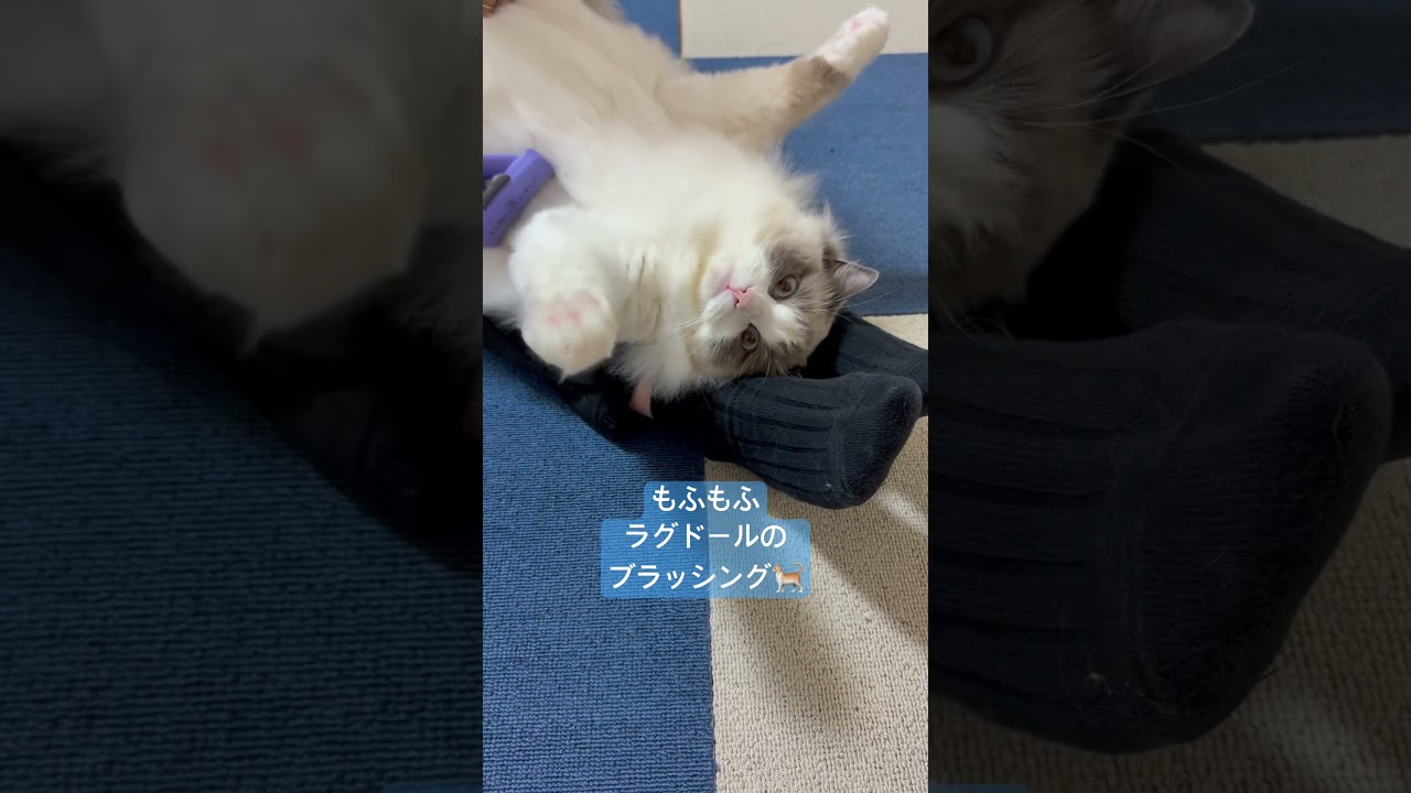 もふもふラグドールは毎日のブラッシングが欠かせない🐈　#ラグドール ##猫好きさんと繋がりたい #いっぺいdialy