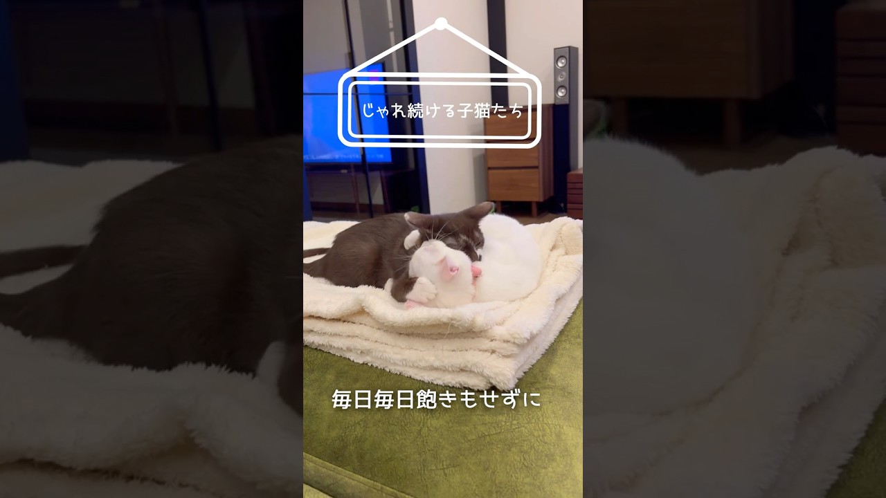 何時間もじゃれ続ける子猫達【リッカロッカ】